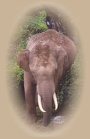 Travel through India with Royal Indian Holidays.   Vacations and Tours in the land of the Maharajas. The Temple trail of South India, Backwater cruises in Kerala on traditional houseboats or Kettuvallams, the golden beaches of Kovalam, Varkala and Cherai and the Romantic Hill  Station of Munnar are all unforgettable experiences.